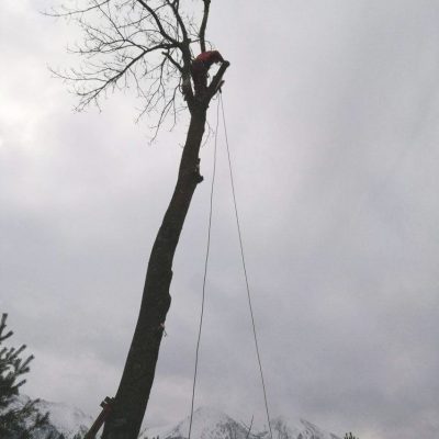 Orezavanie konarov a zrezavanie stromov-ProRoof